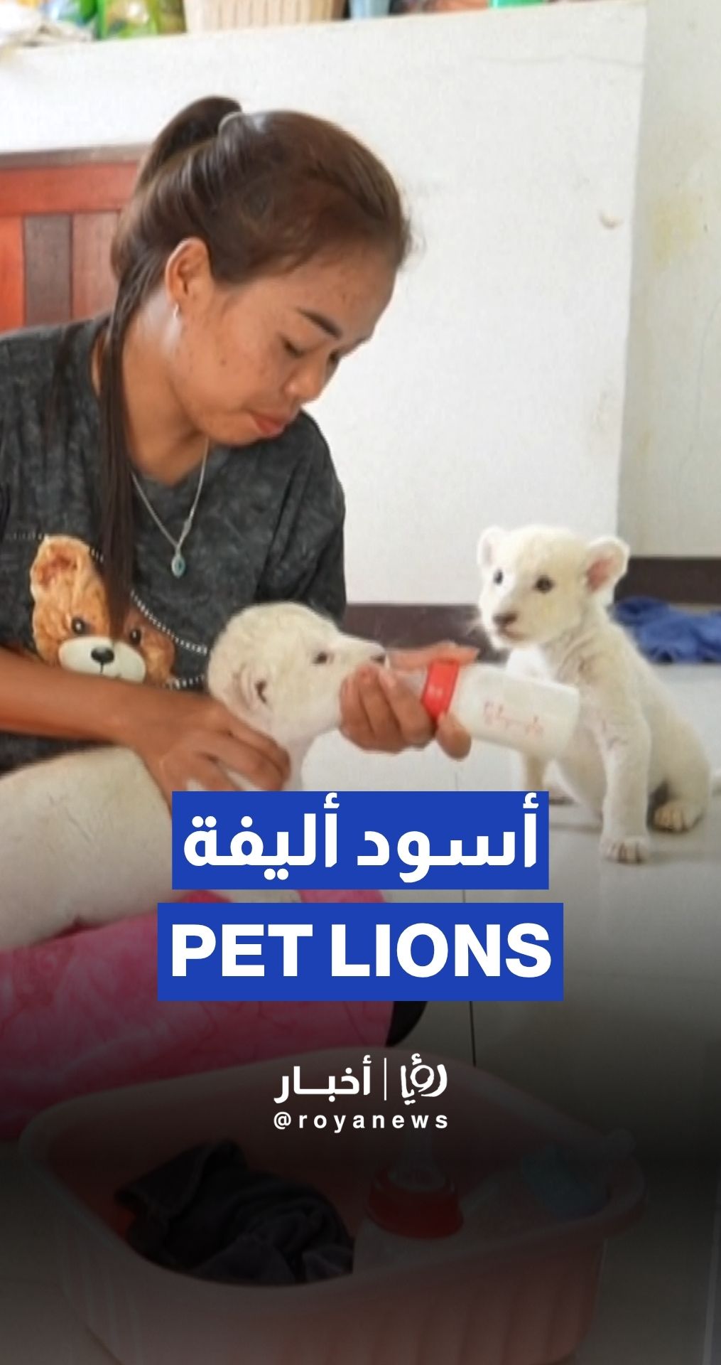 Experts “terrified” as lion ownership soars in Thailand