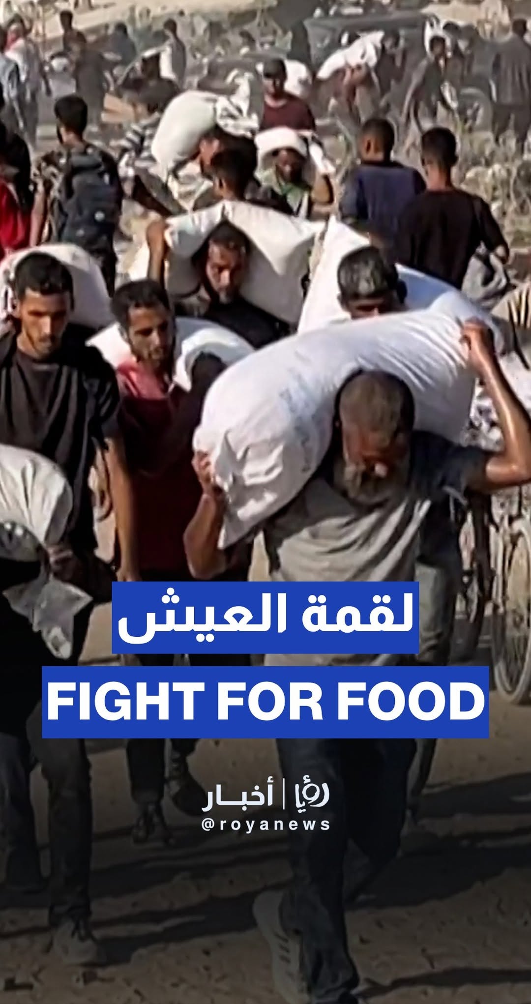 Hundreds of Palestinians carry sacks of flour under threat of danger