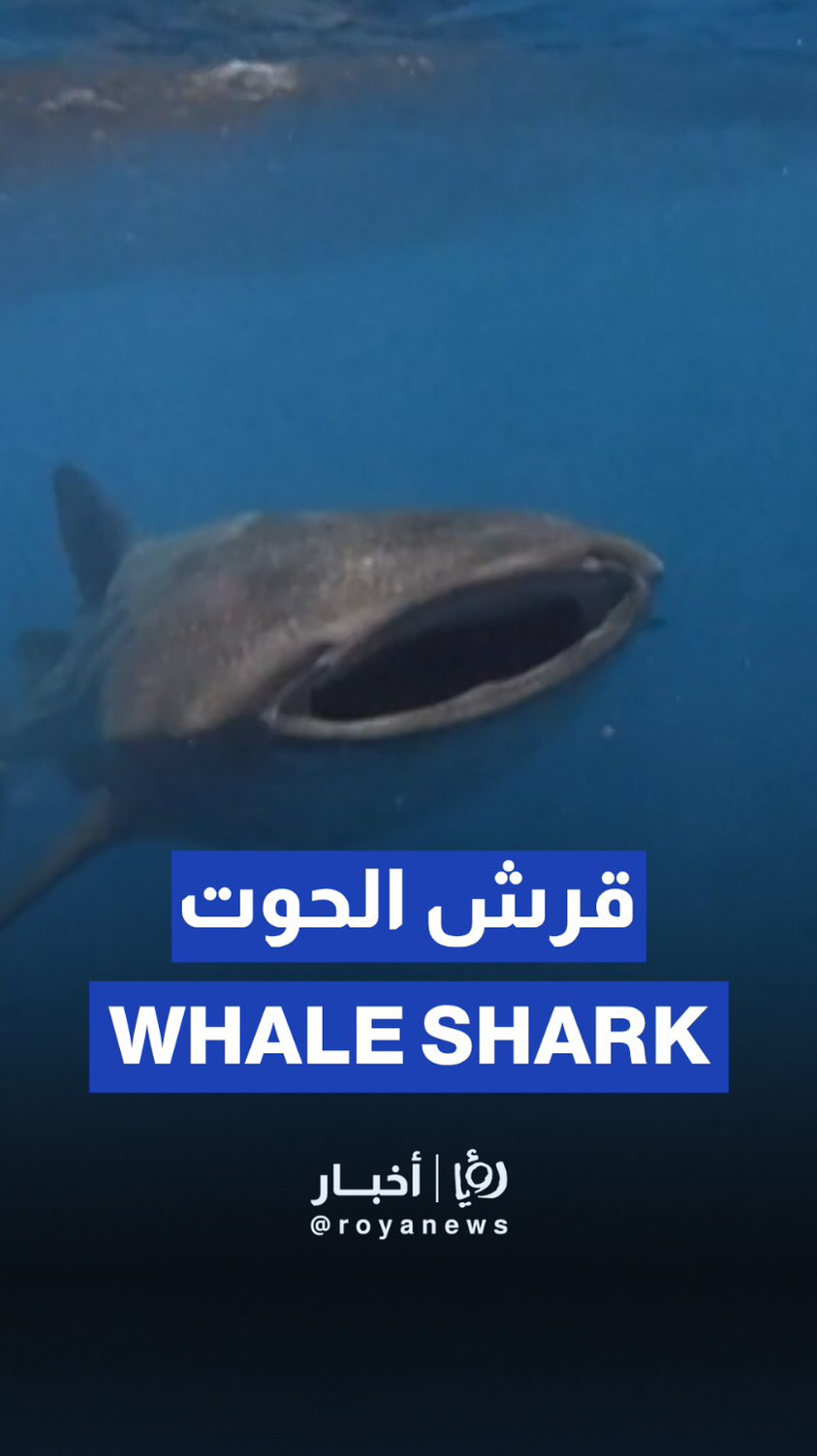 Whale Shark feeds on plankton in the Gulf of Mexico
