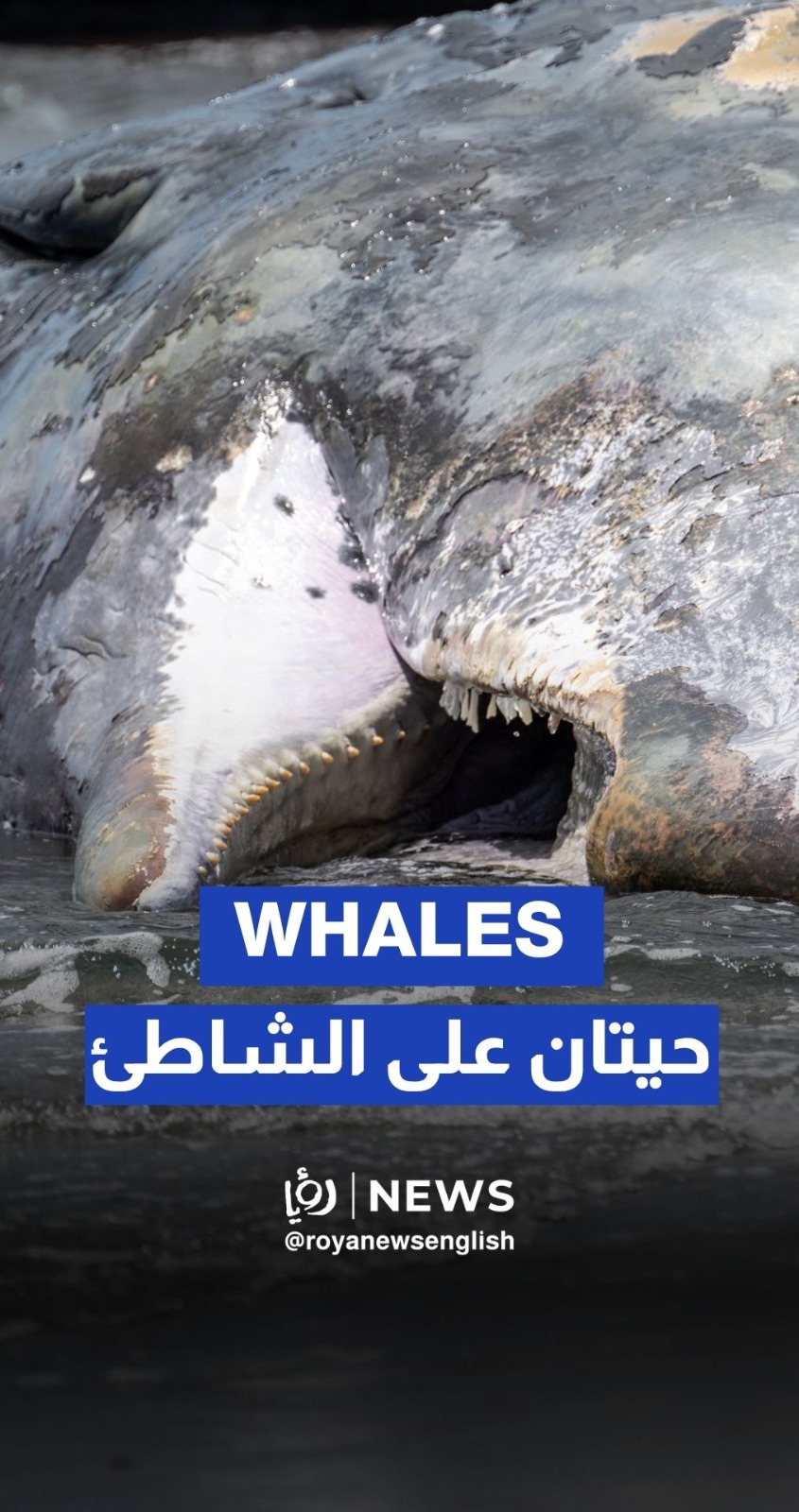 Beached whales in Japan appear just before massive Russia quake