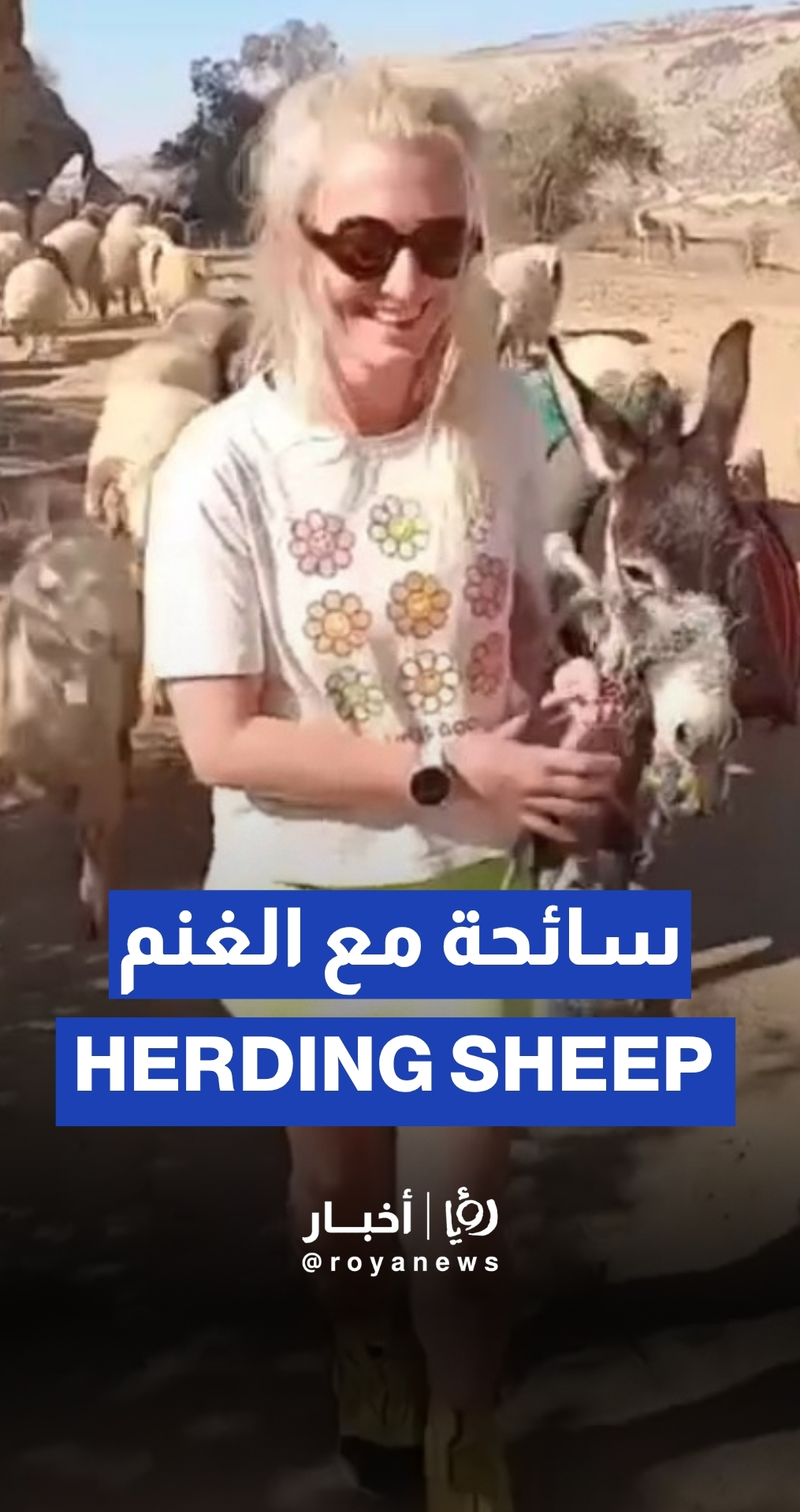 American tourist herding sheep in Jordan