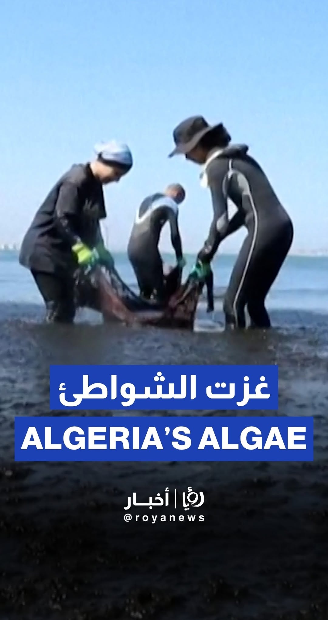 Algae overwhelm Algeria's beaches