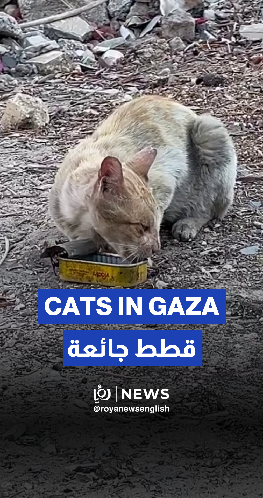 Cat in Gaza trying to find scraps of food