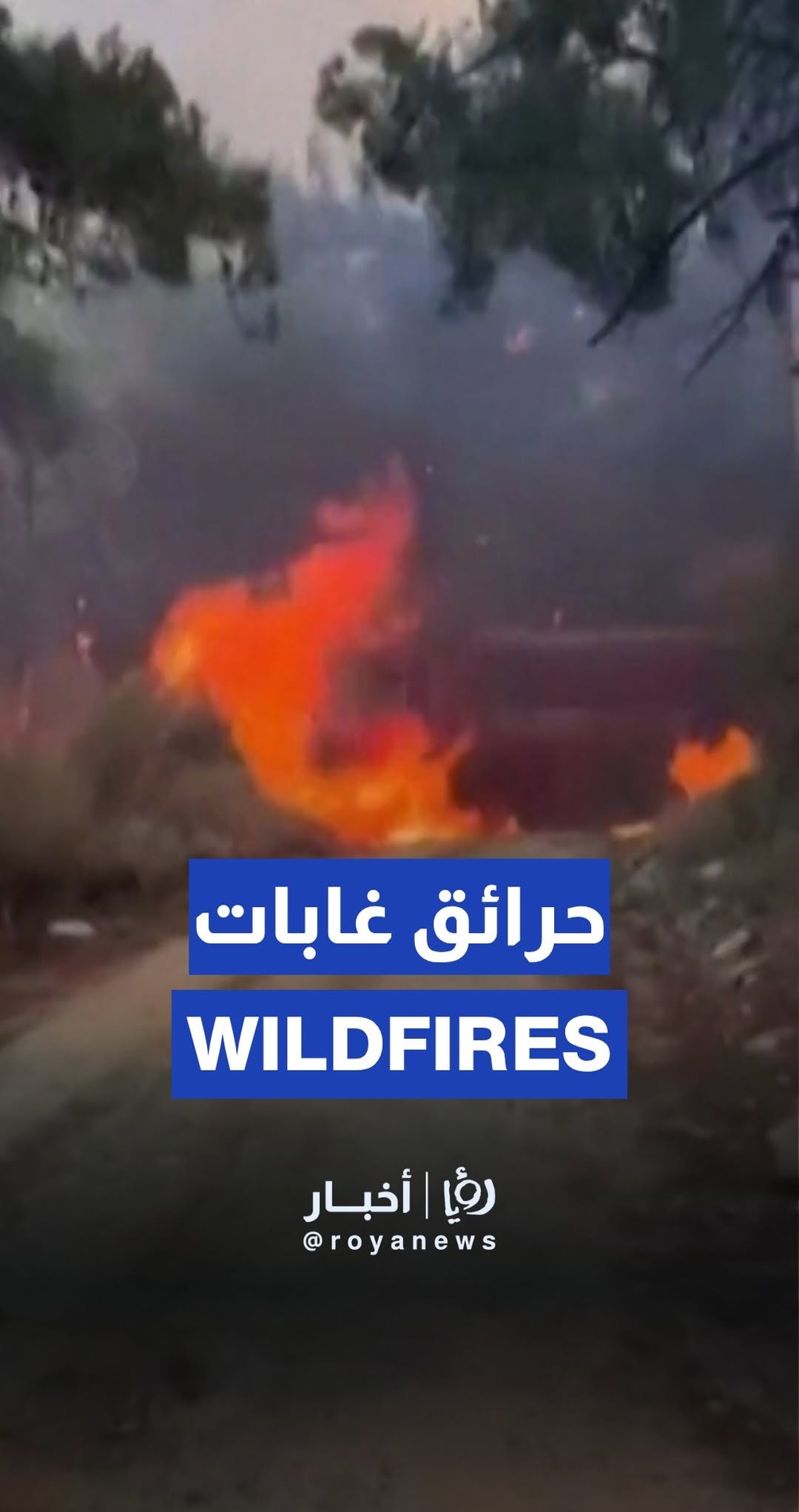 Massive fire engulfs forests in Çanakkale, Turkey