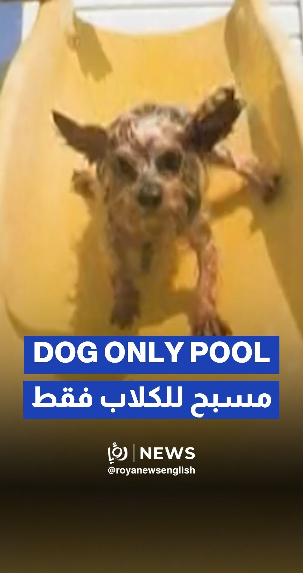 Dogs cool off in Catalonia pool as heatwave hits 42°C