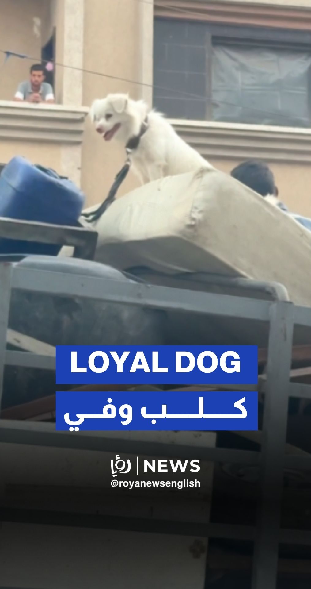 Loyal dog accompanies displaced Palestinian family in truck to southern Gaza