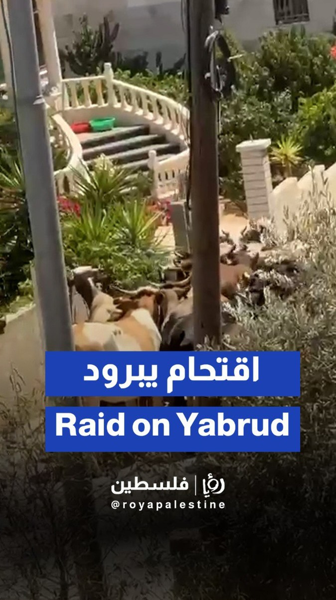 'Israeli' settlers storm town in West Bank, release cows among homes