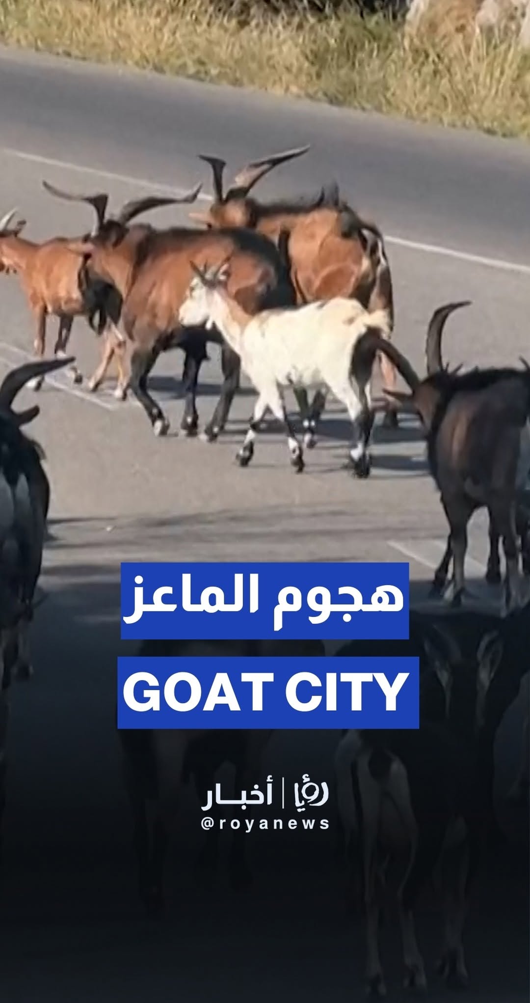 Thousands of goats roam freely through streets of Marseille