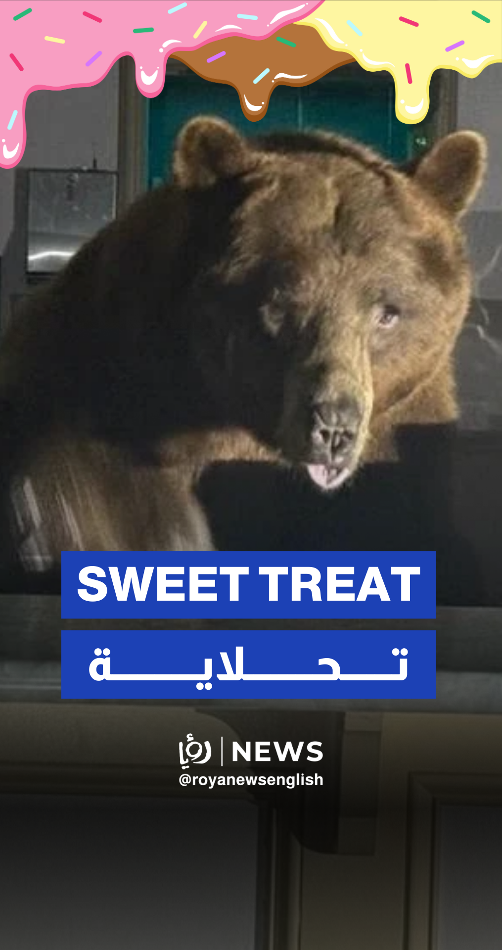 Bear breaks into ice cream shop