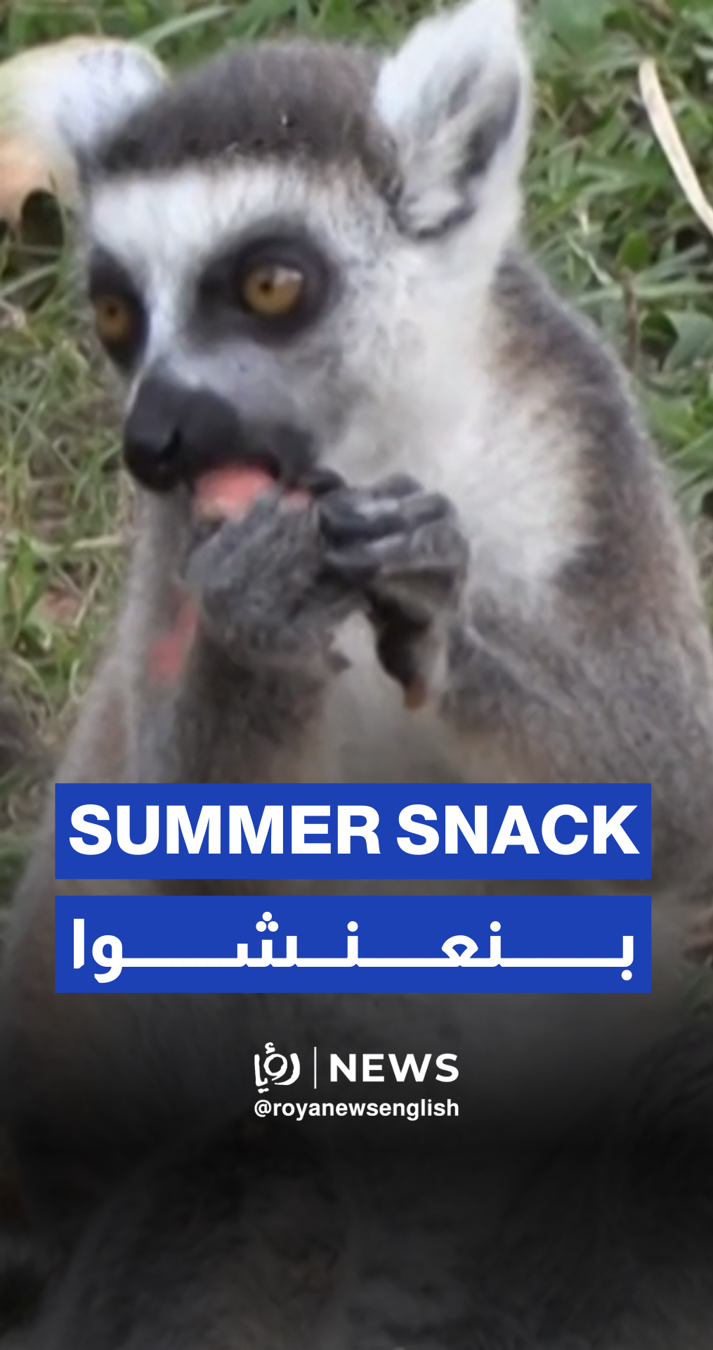 Shanghai Zoo prepares ice blocks and watermelons to help animals cope with extreme heat