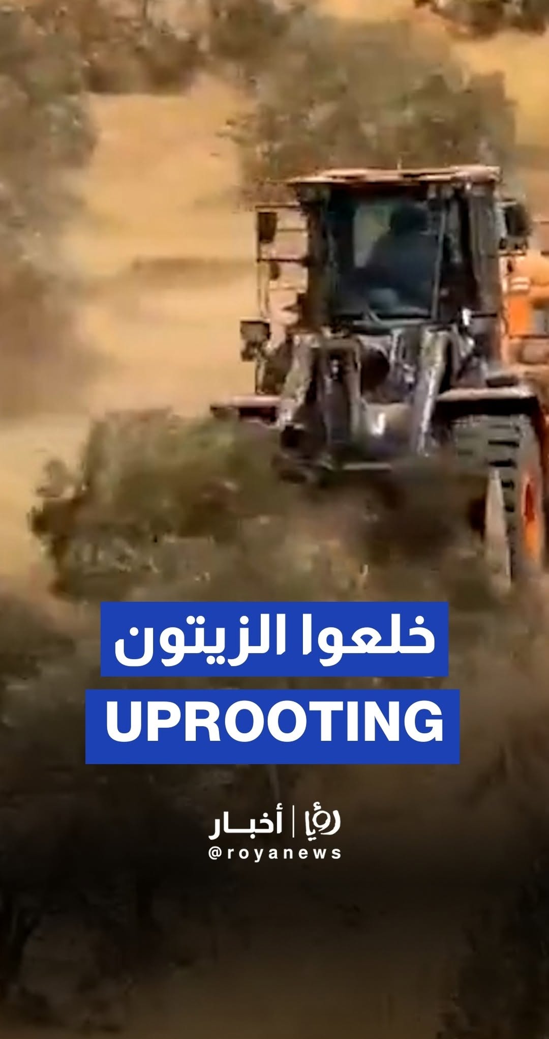 'Israeli’ bulldozers uproot thousands of olive trees