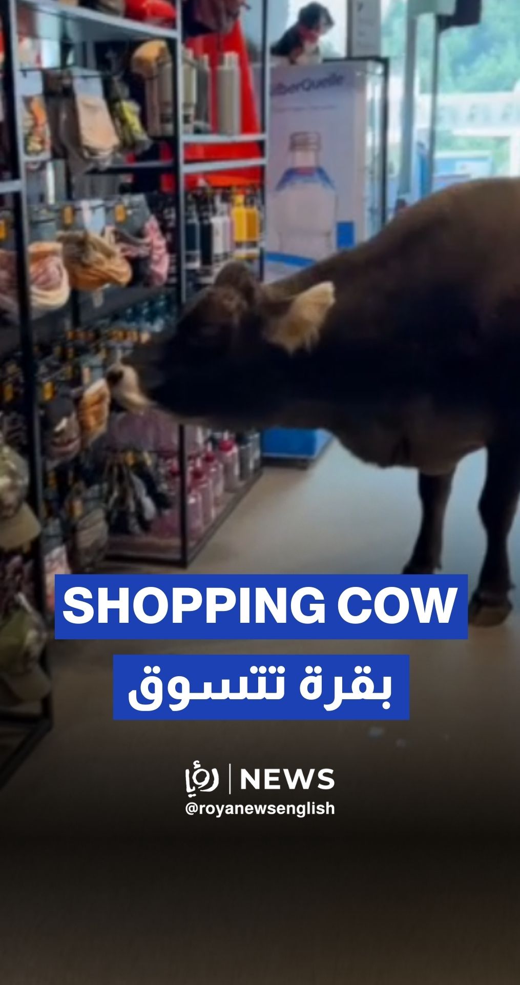Salesman shoos a cow from sports store in Austrian Alps