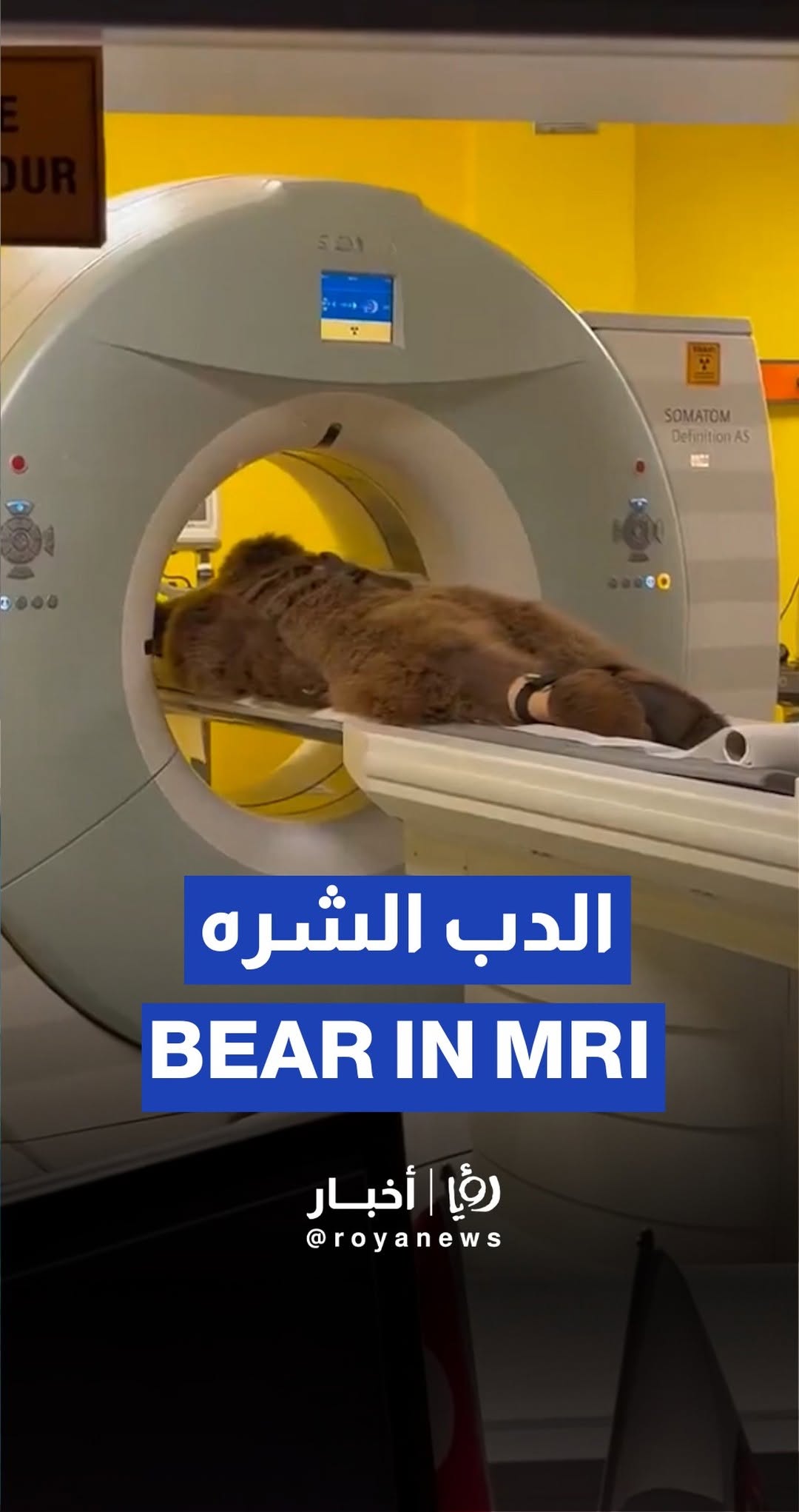 Bear undergoes MRI in Turkey for “eating too much fruit”