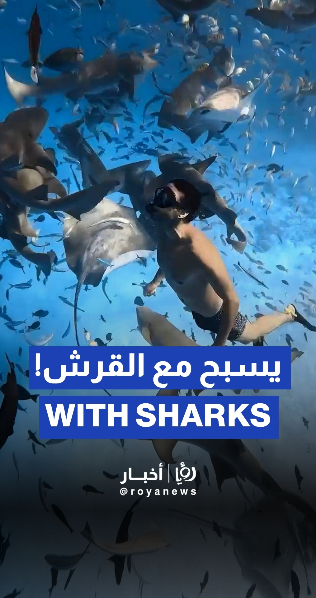 Daring diver effortlessly floats through shiver of sharks