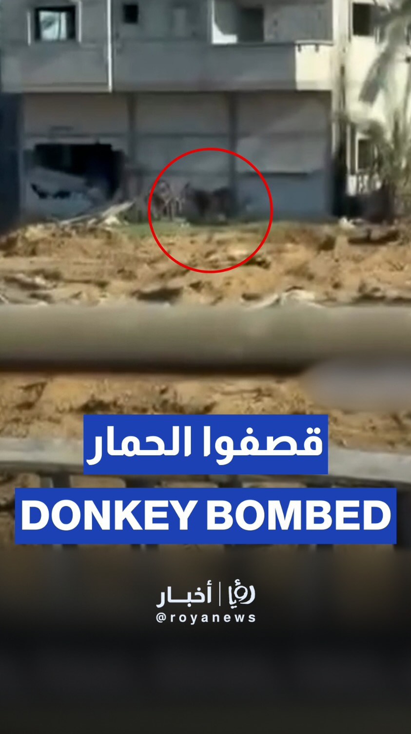 'Israeli' forces bombing animals in Gaza