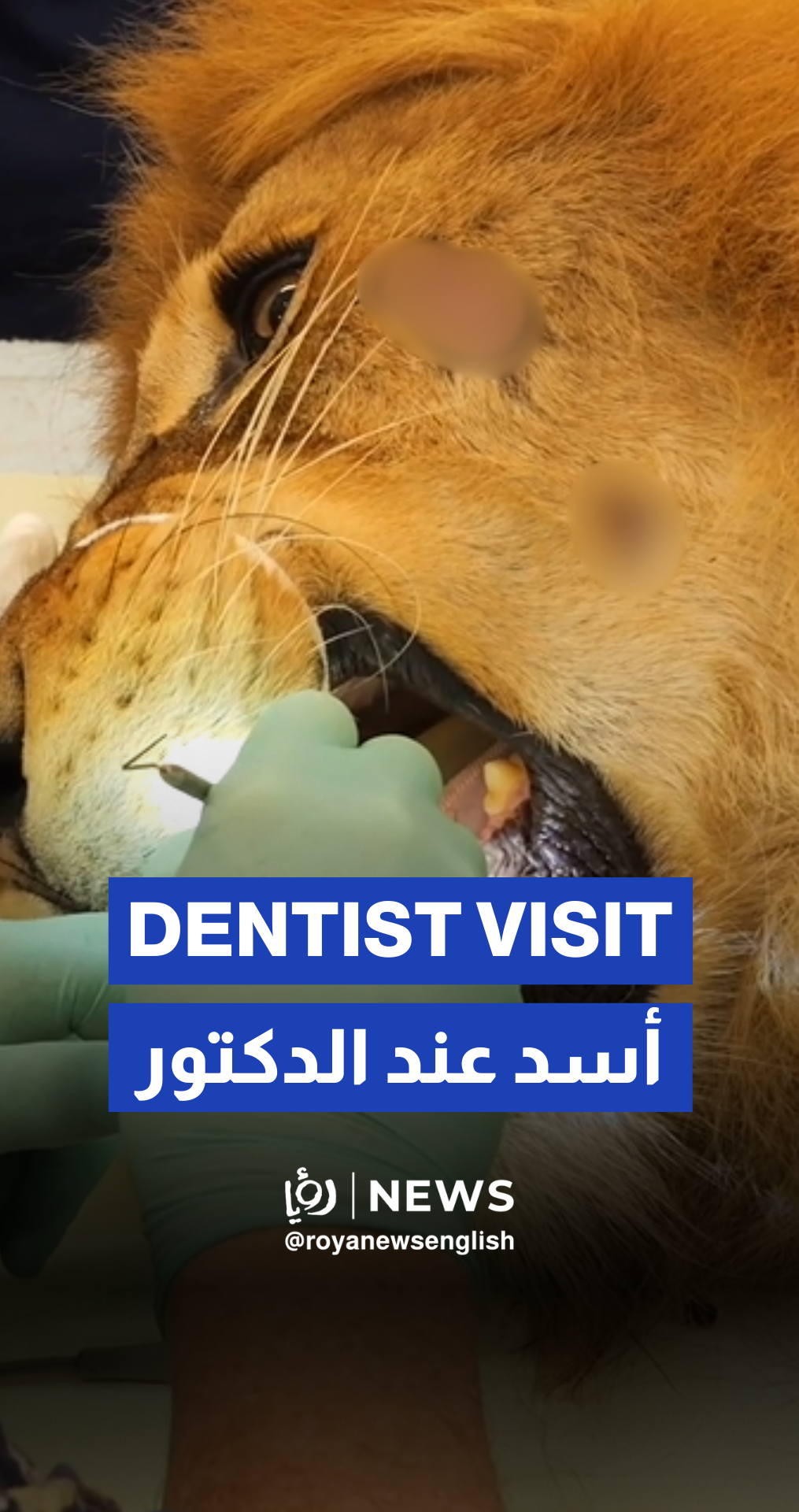 Lion visits the dentist after his fang got chipped at Melbourne Zoo