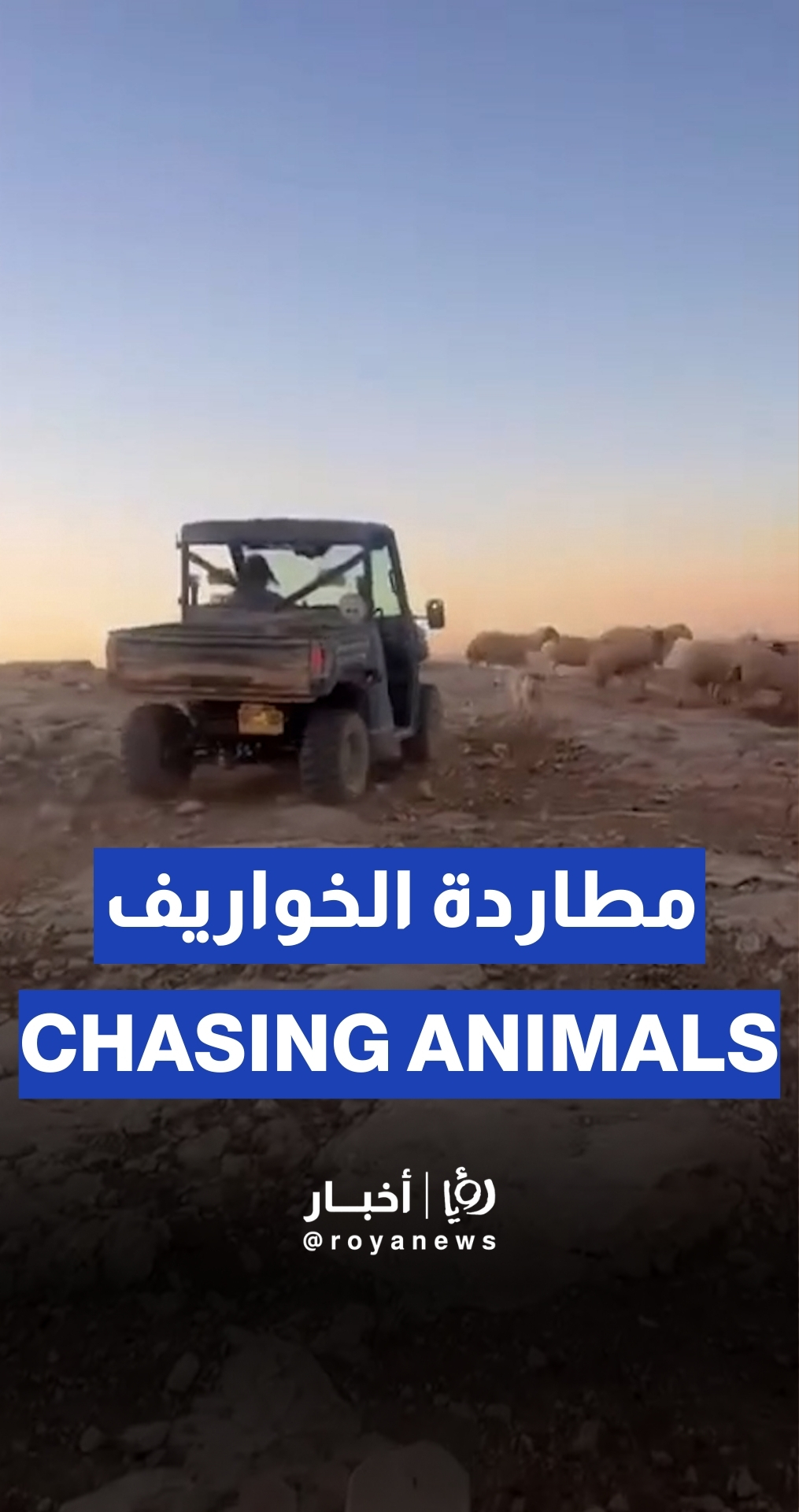 ‘Israeli’ settlers chase livestock in Masafer Yatta