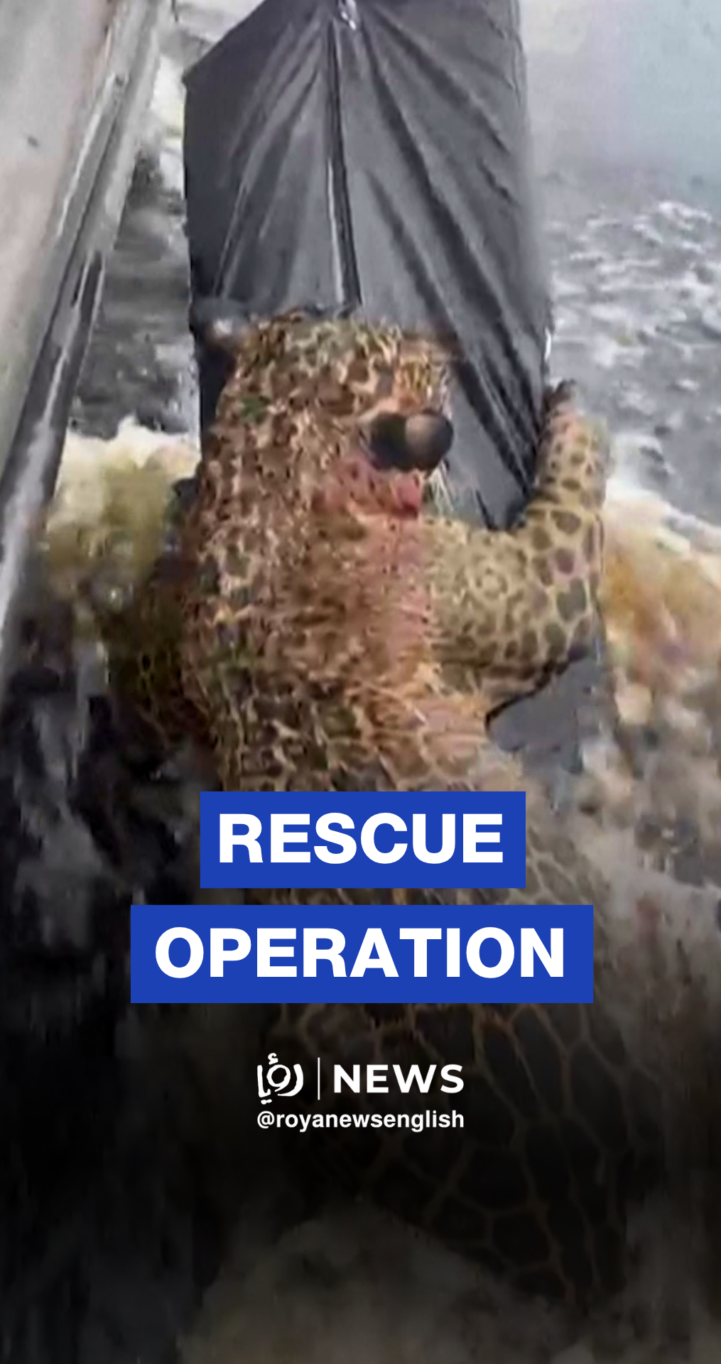 Injured jaguar rescued in the waters of Rio Negro in Brazil