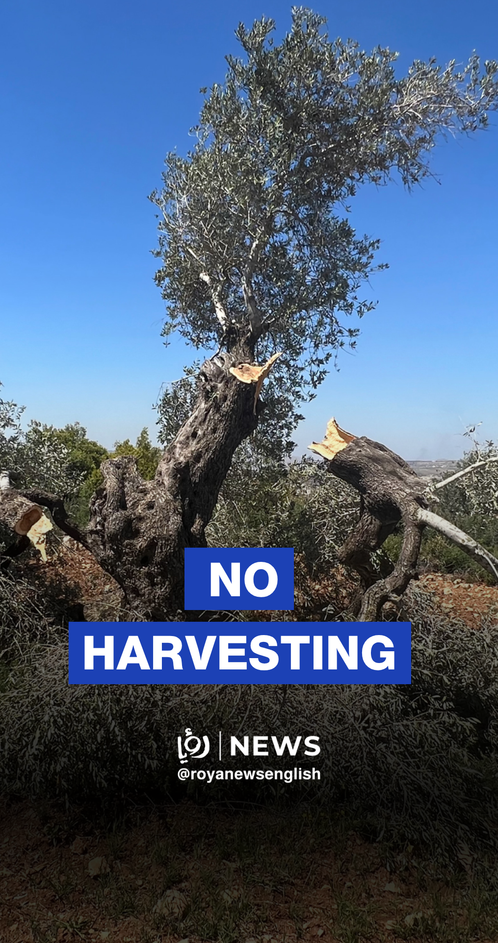 Israeli” army blocks Palestinian farmers from harvesting their lands