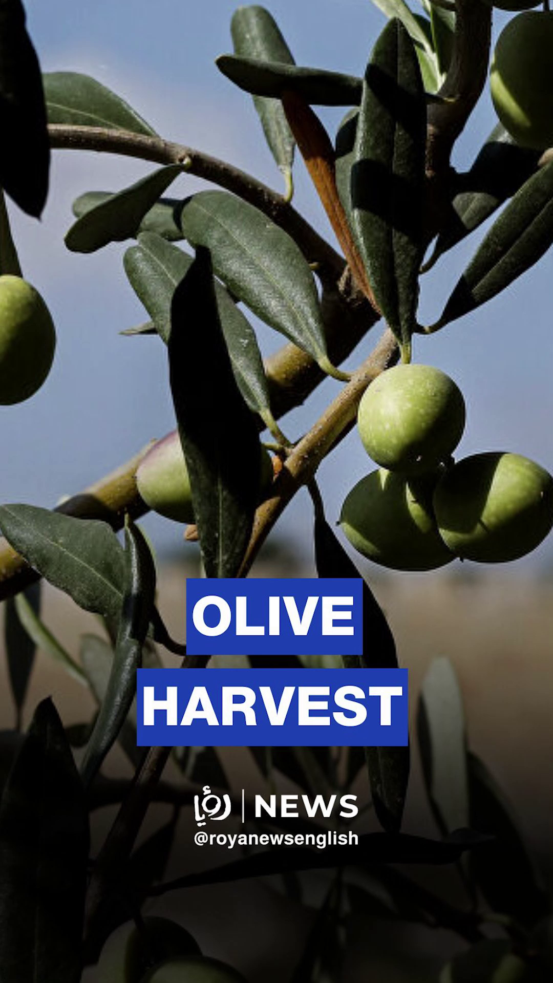 ‘Israeli’ settler violence disrupts West Bank olive harvest