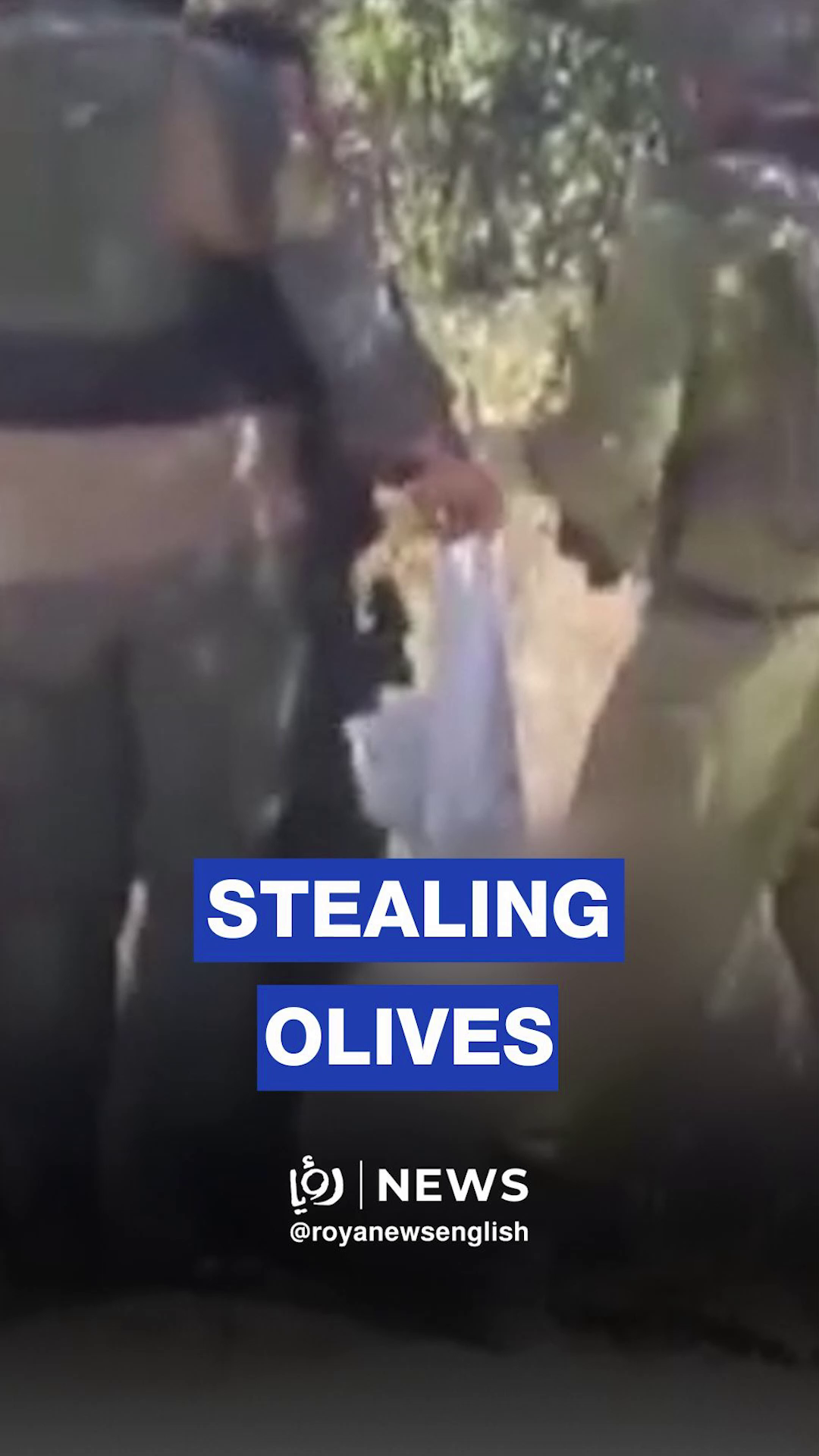 Palestinian man films ‘Israeli’ soldiers stealing olives in the West Bank town of Sinjil