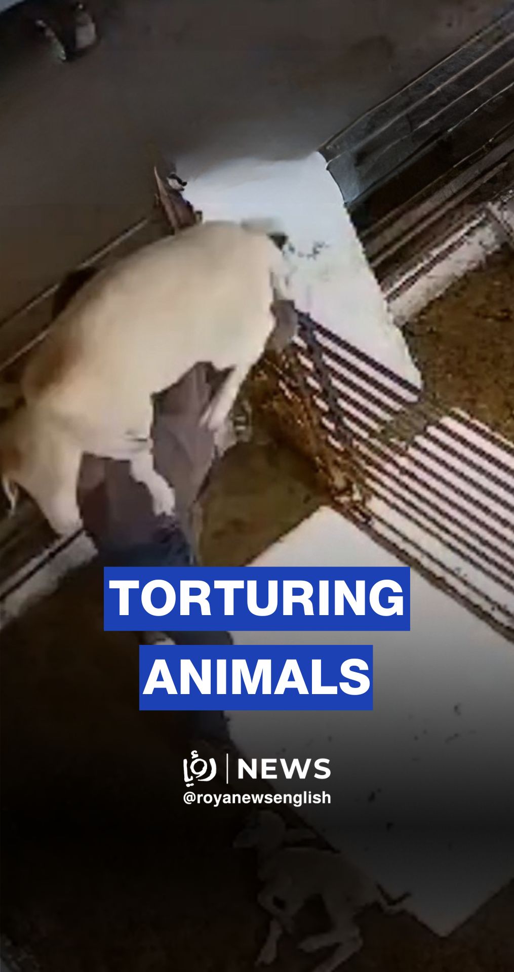 CCTV footage captures ‘Israeli’ settlers in a Palestinian property in the West Bank