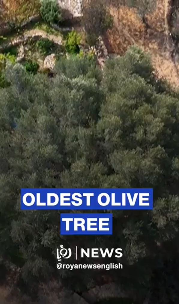 West Bank's oldest olive tree stands in peace amid ‘Israeli’ violence