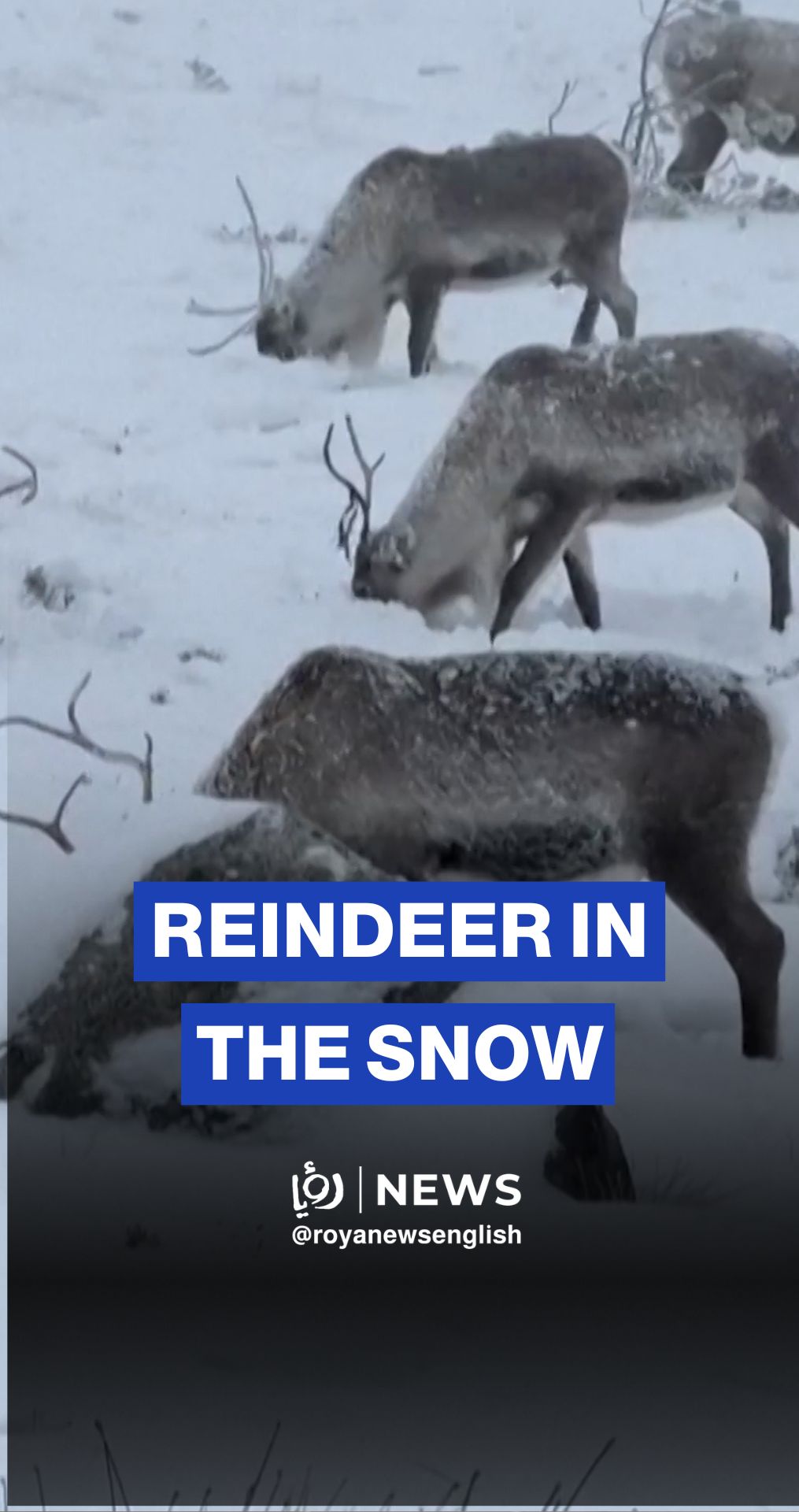 Reindeer graze on snow-covered Scottish Highlands
