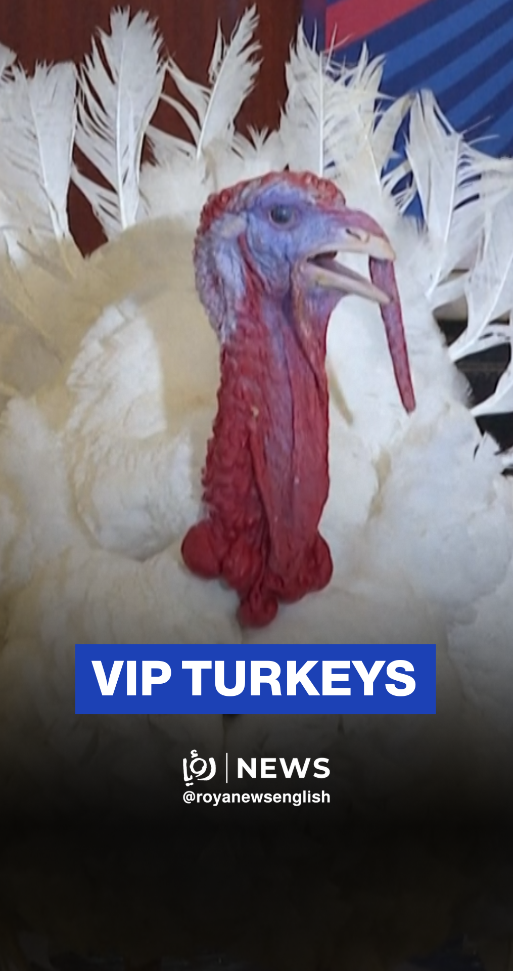 US presidential turkeys enjoy luxury stay ahead of annual pardon