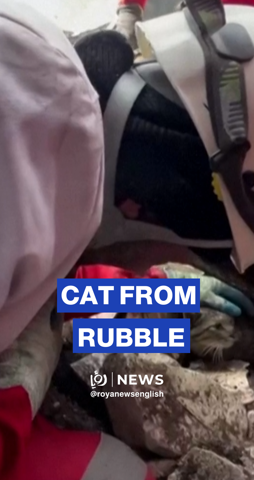 Cat in Iran trapped under rubble of US-‘Israeli’ strike