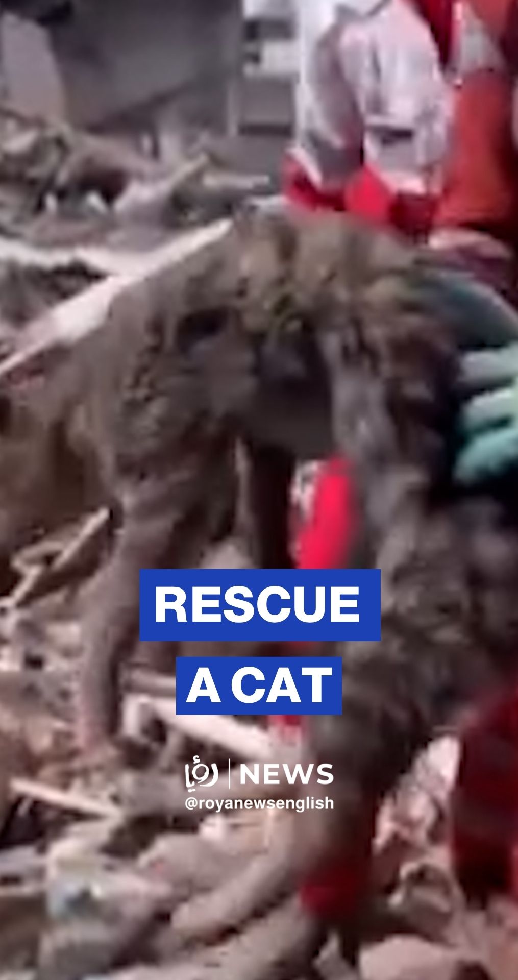 Iranian Red Crescent rescues cat from rubble in Bushehr
