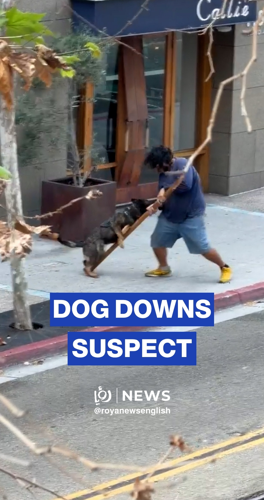 San Diego police K-9 subdues armed suspect in downtown confrontation