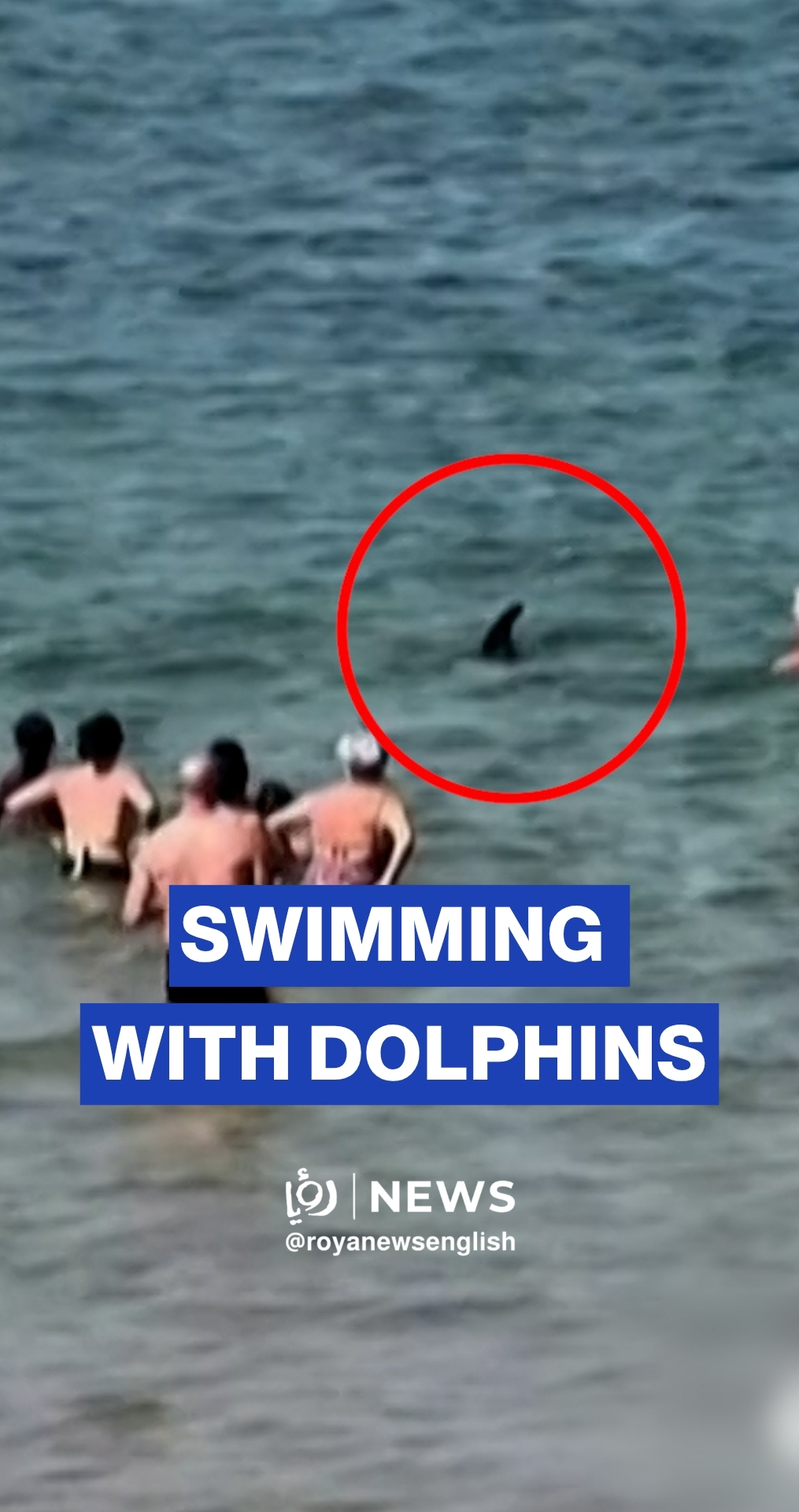 Friendly dolphin swims with beachgoers in France