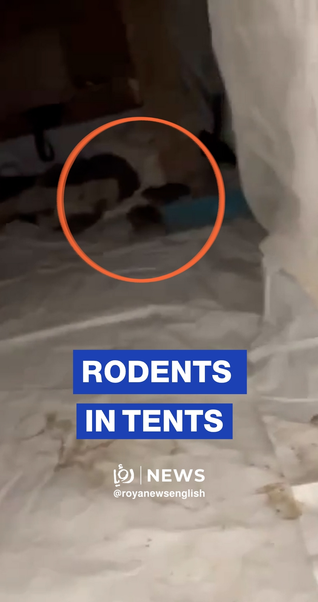 Gaza’s displaced struggle with rodents inside tents ublic health crisis, sanitation collapse