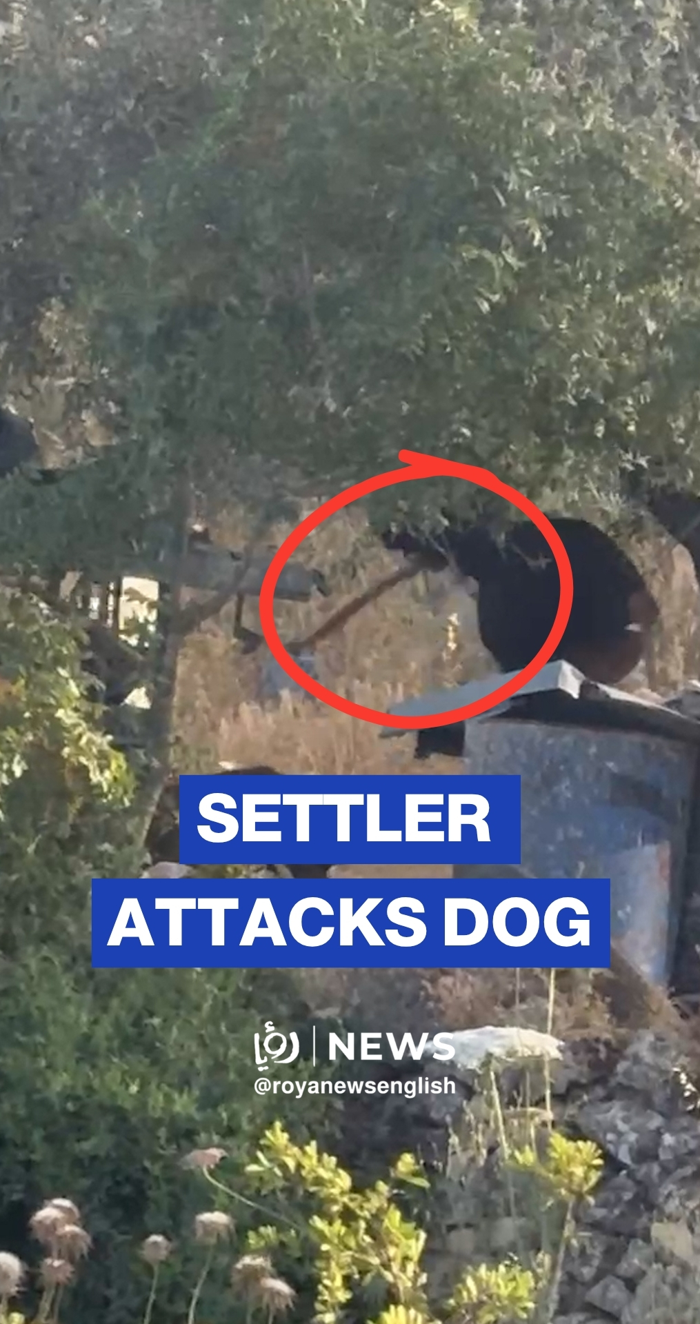 'Israeli’ settler carries out violent attack on guard dog in Ramallah