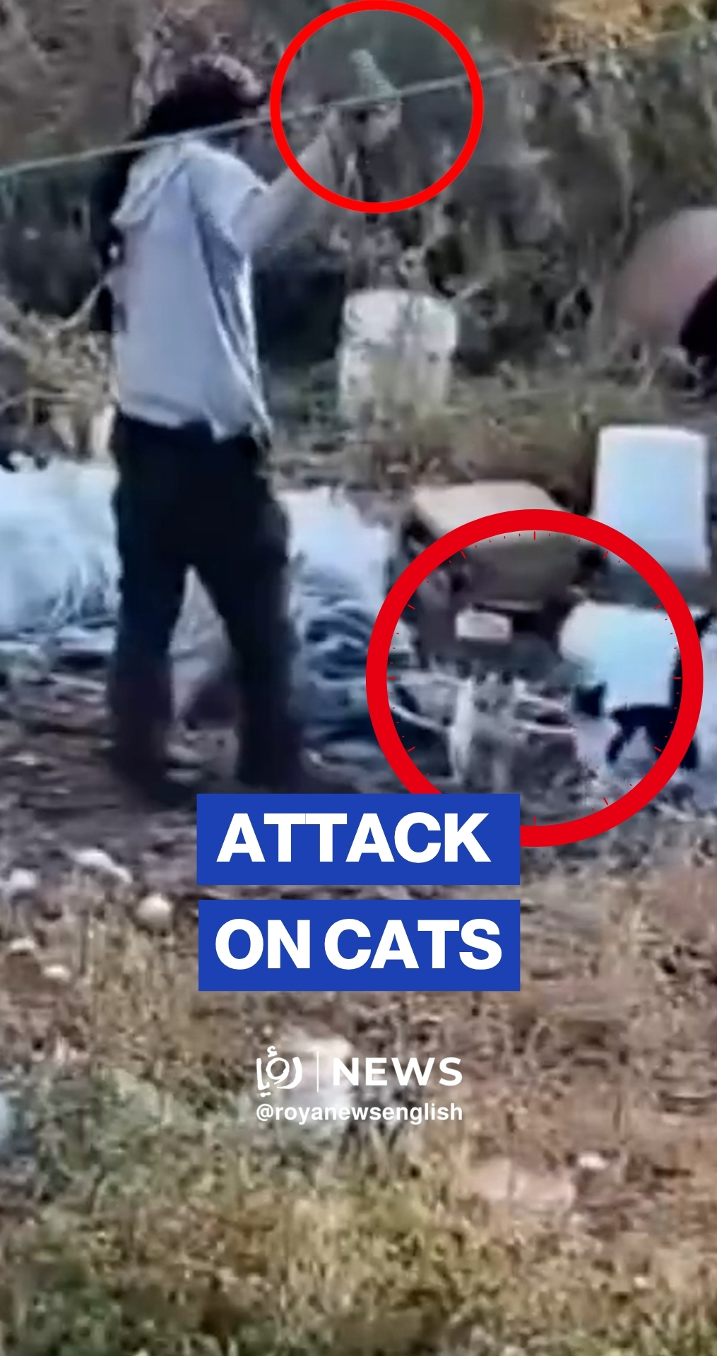 Israeli’ settlers caught attacking cats