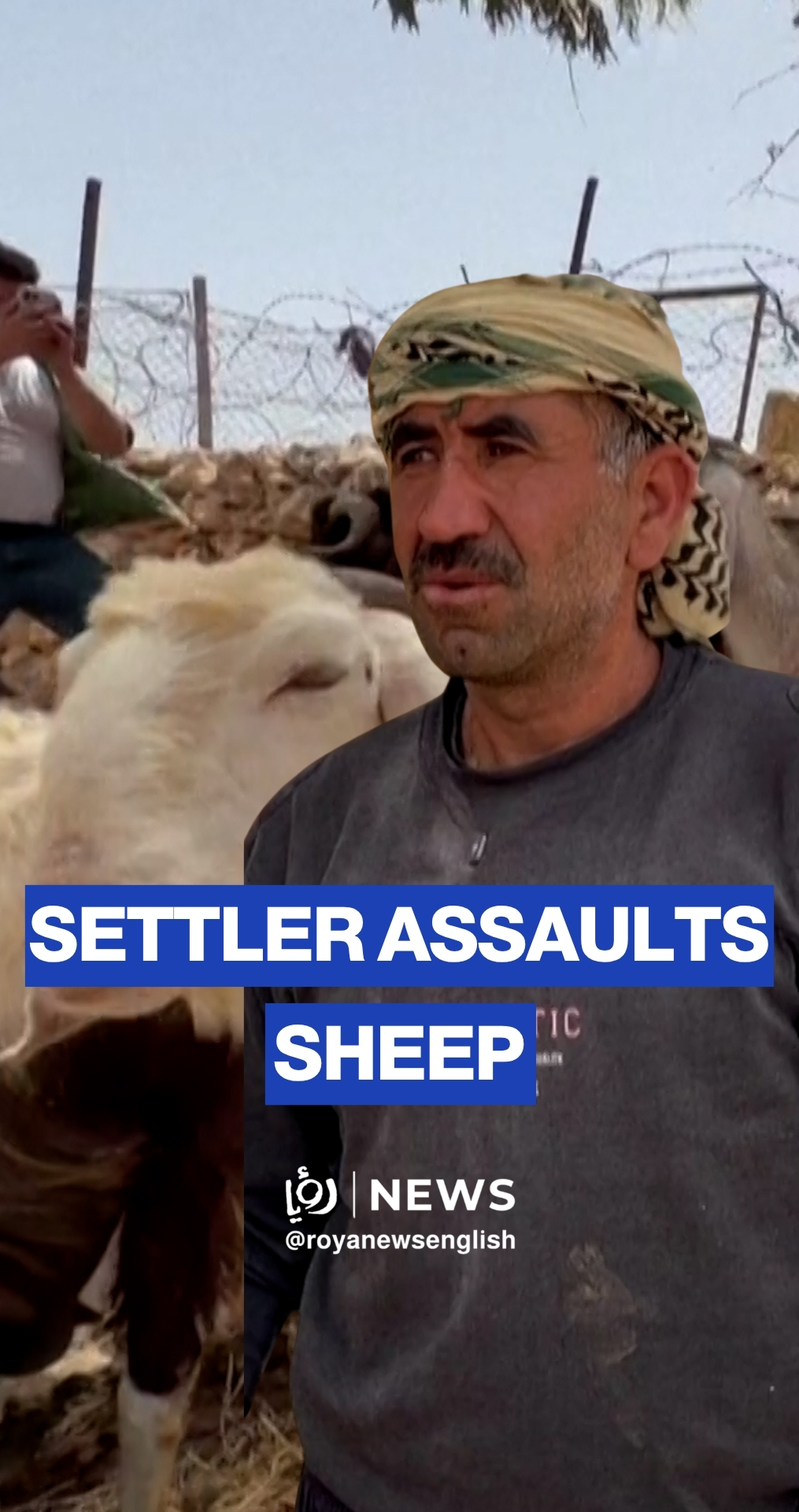 ‘Israeli’ settler assaults sheep herds near Nablus