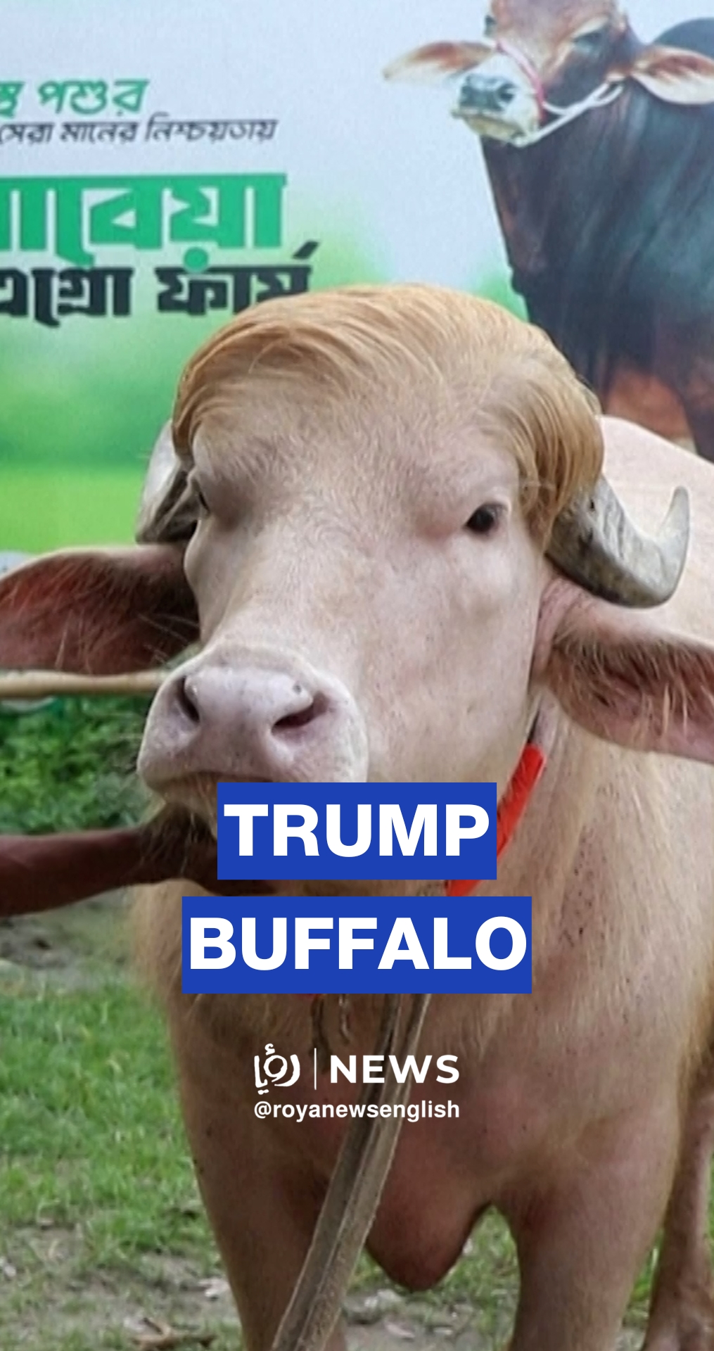 Viral blonde buffalo nicknamed 'Donald Trump'