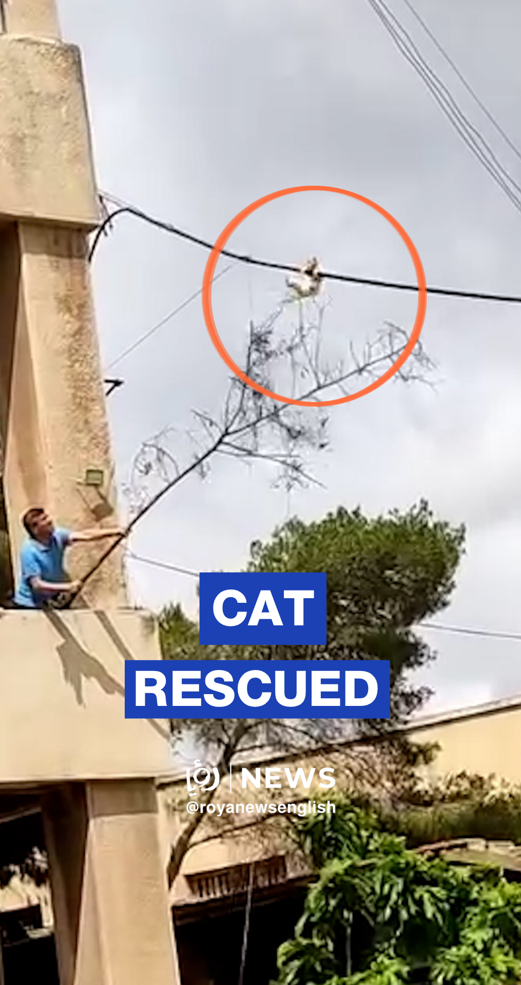 Students at Aleppo University rescue cat trapped on overhead electrical cable