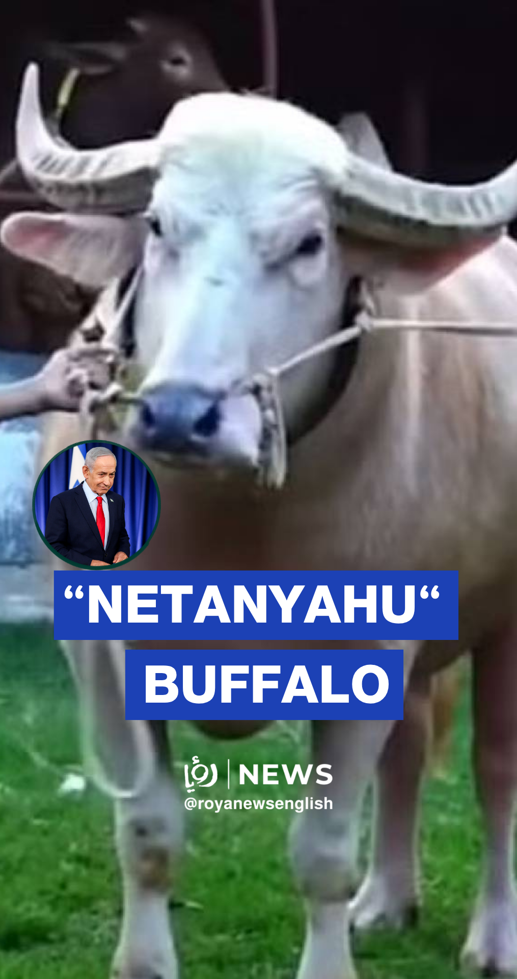 New buffalo named “Netanyahu” goes viral after Trump buffalo fame