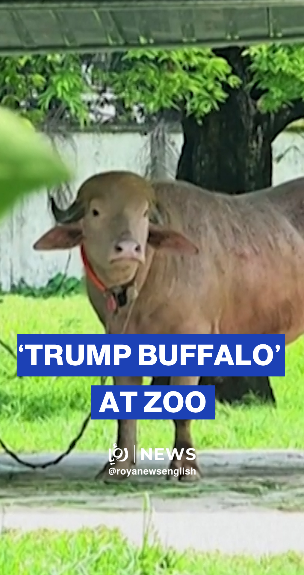 ‘Trump Buffalo’ spared and relocated to Bangladesh zoo