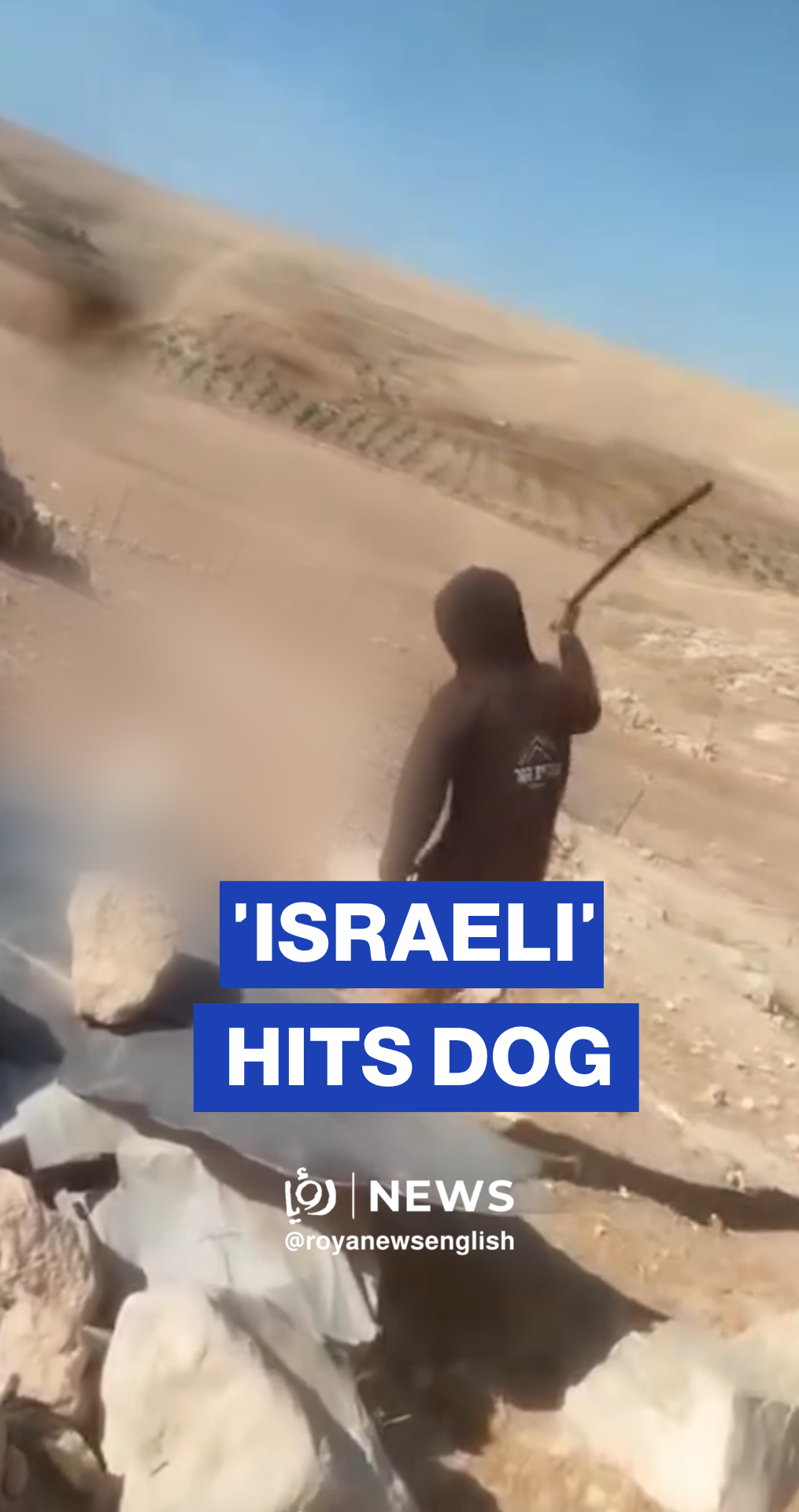 settler beats Palestinian family’s dog in Masafer Yatta