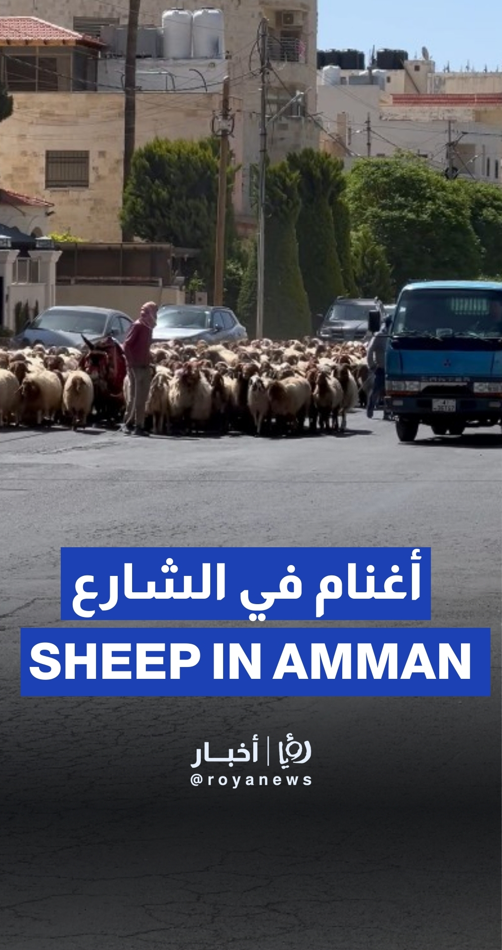قطيع من الأغنام في أحد الشوارع الرئيسية في منطقة مرج الحمام