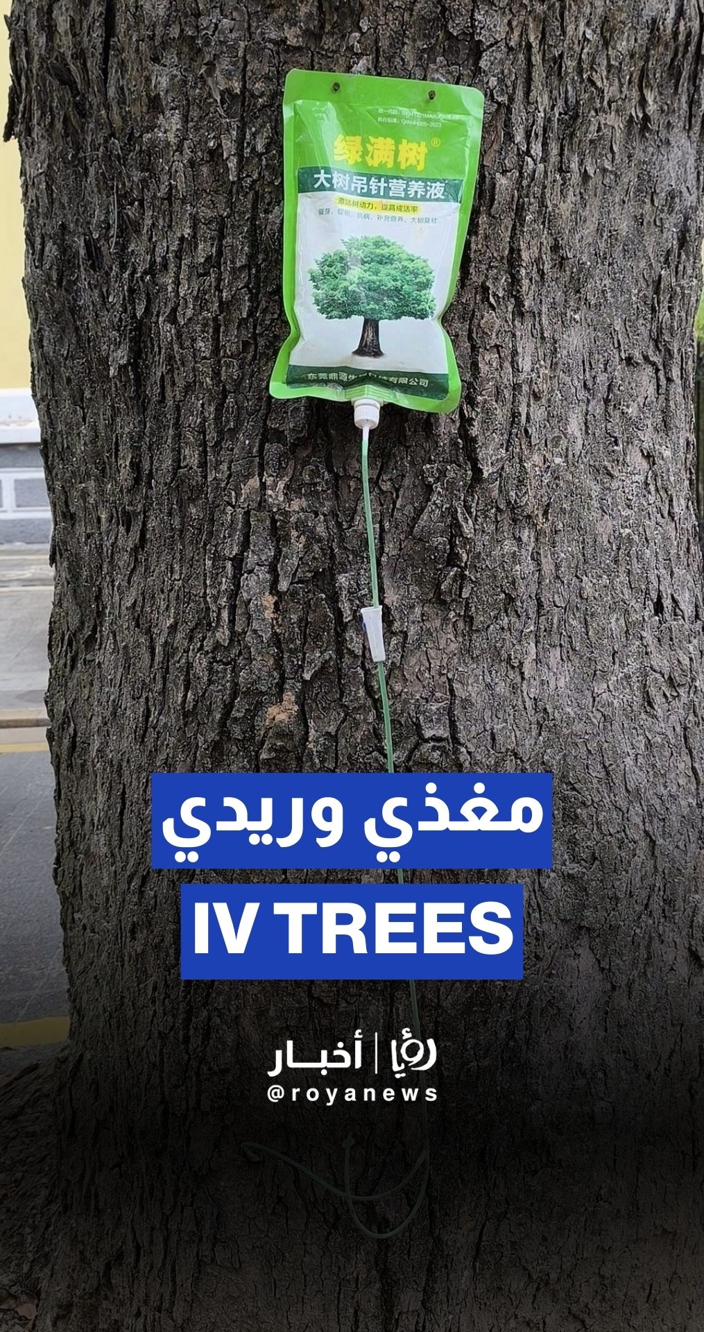 تُغذّى الأشجار في الصين بمحاليل خاصة عبر "مغذٍّ وريدي"