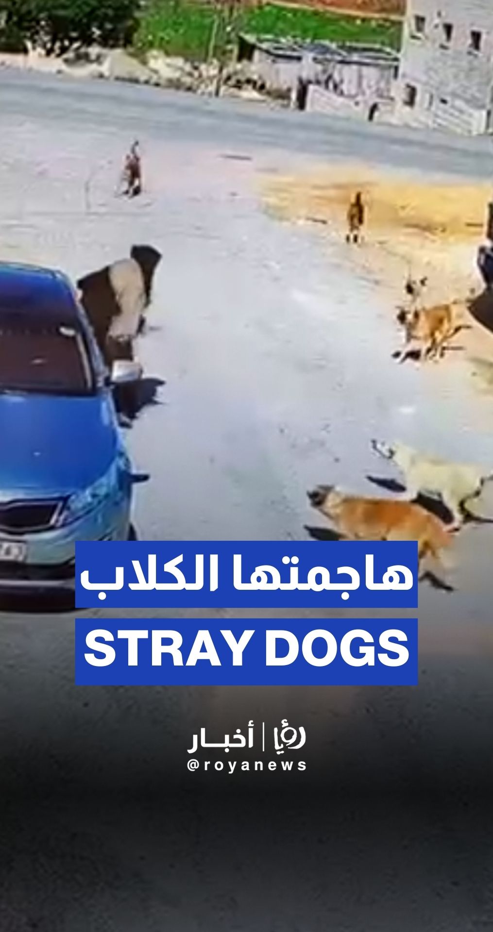 سيدة تتعرّض لهجوم من كلاب ضالة في عين الباشا