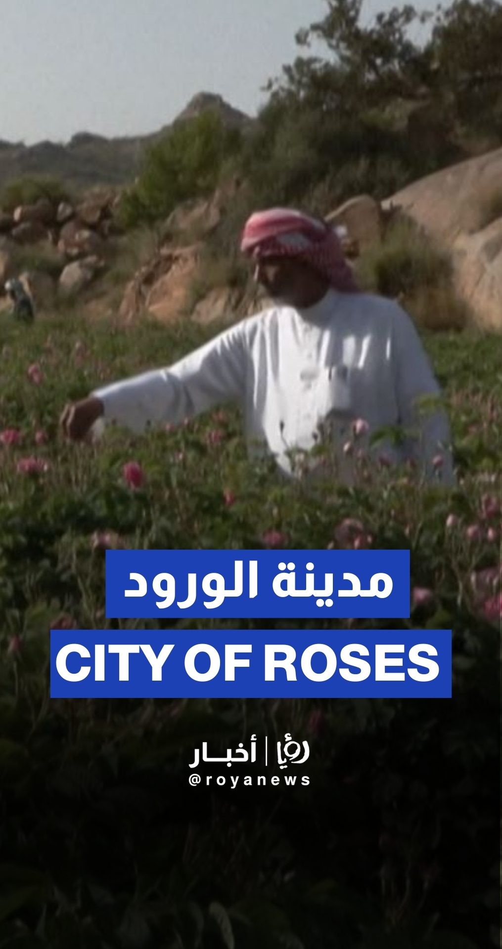 مدينة "الورود" في السعودية تقدم تذكيراً عطراً بجمال الصحراء