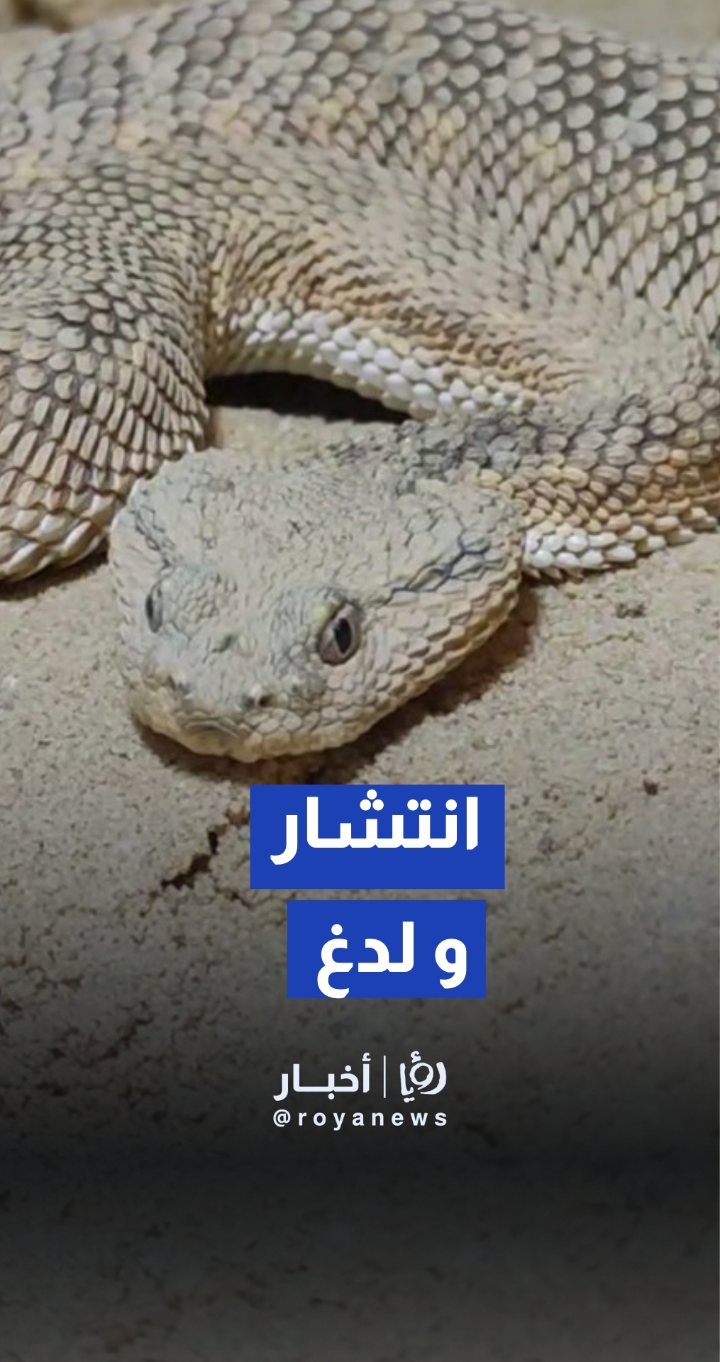 تحذيرات من انتشار الأفاعي بعد البيات الشتوي وزيادة حالات اللدغ