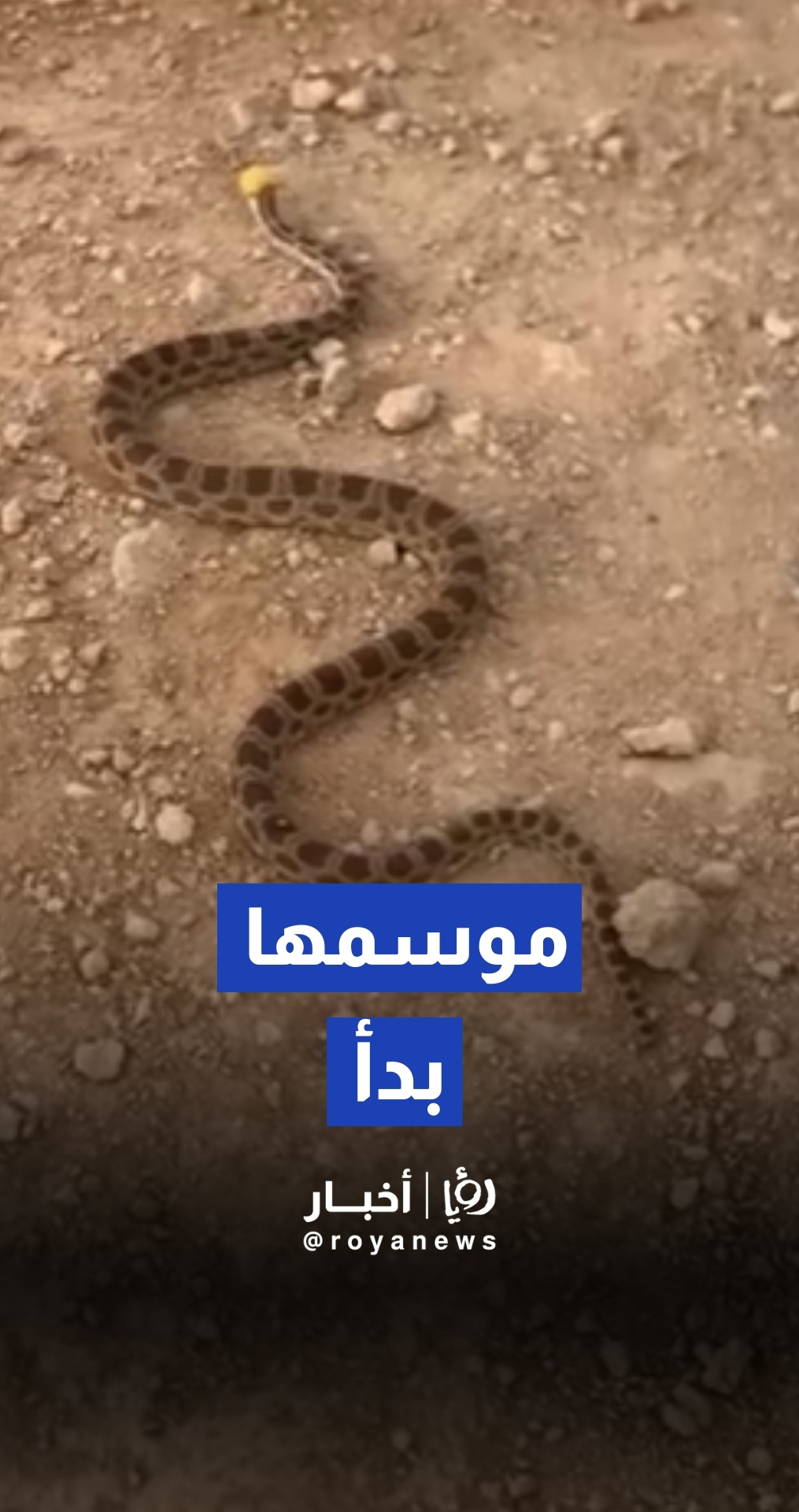 مواطن يُمسك أفعى في القطرانة ويحذّر: موسمها بدأ!