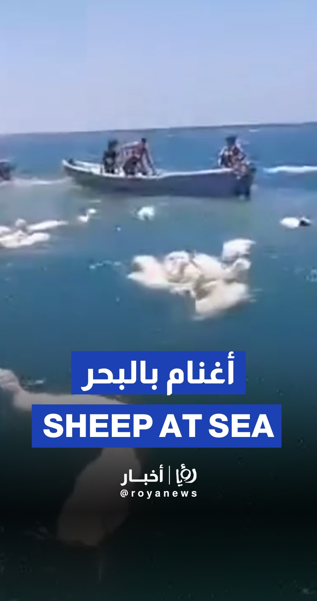 جنوح سفينة محمّلة بالأغنام قبالة سواحل اليمن
