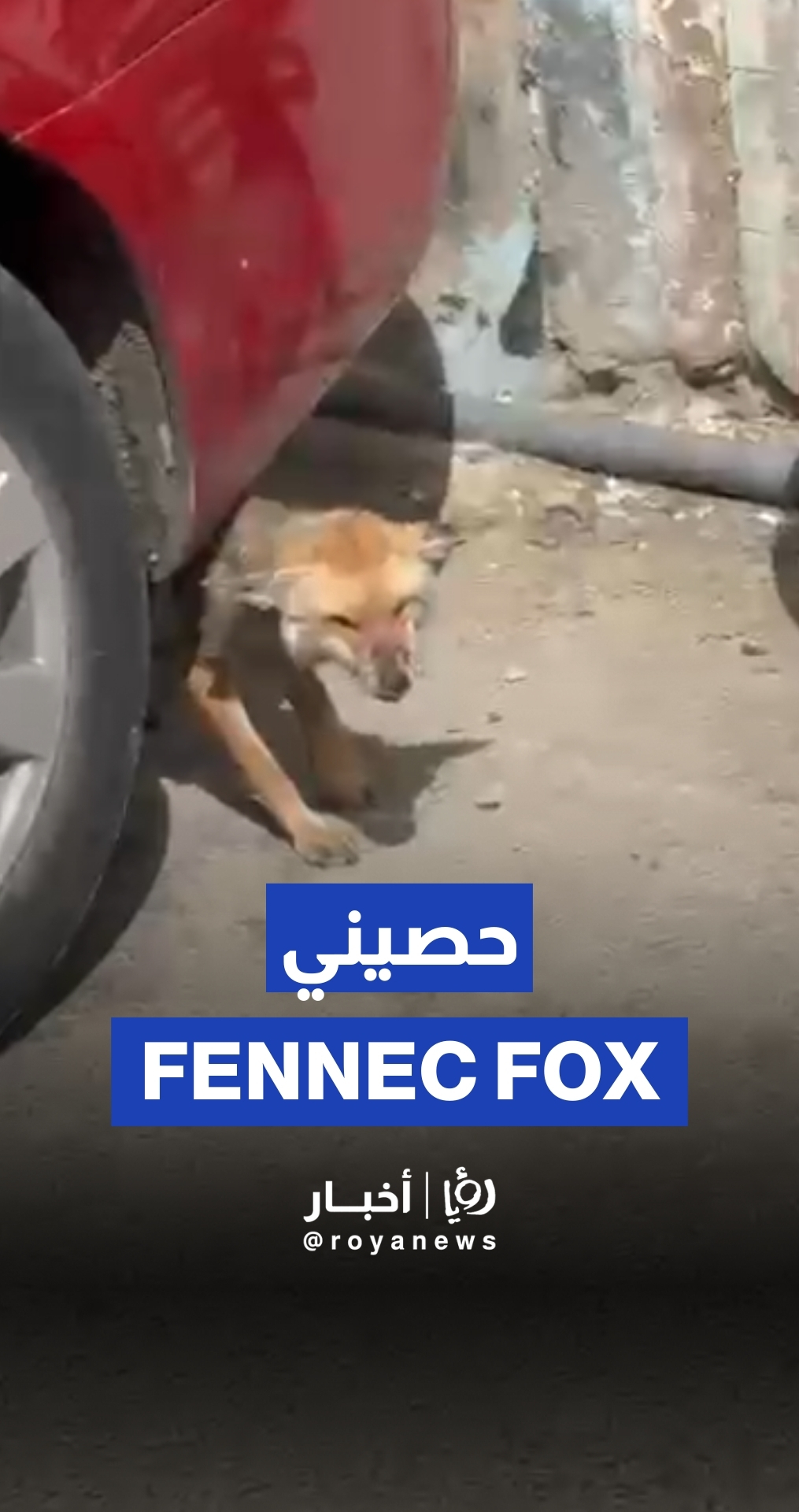 حصيني في وسط البلد بالعاصمة عمان